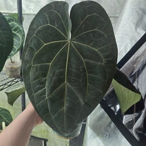 Dreamweaver Anthurium - Etsy