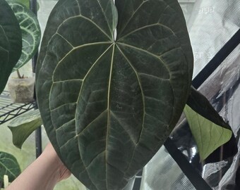 Anthurium ace of spades x red crystallinum "dreamweaver" 6" inch comes with tezula tag (exact plant)