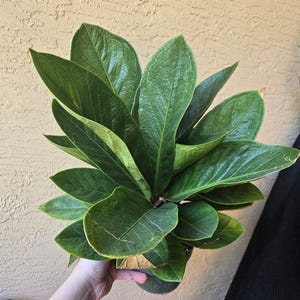 Anthurium bonplandii ssp. guayanum &#39;Cobra&#39; 6&quot; inch pot