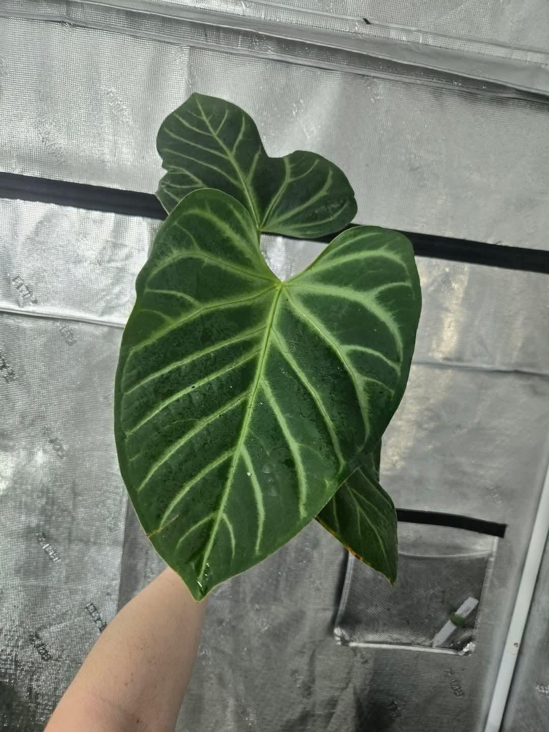 Anthurium Pink Lemonade X Rioclarense Wild Hybrid Divisions 6