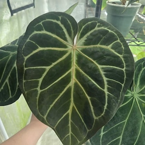 Anthurium Pink Lemonade X Black Widow X Michelle 6