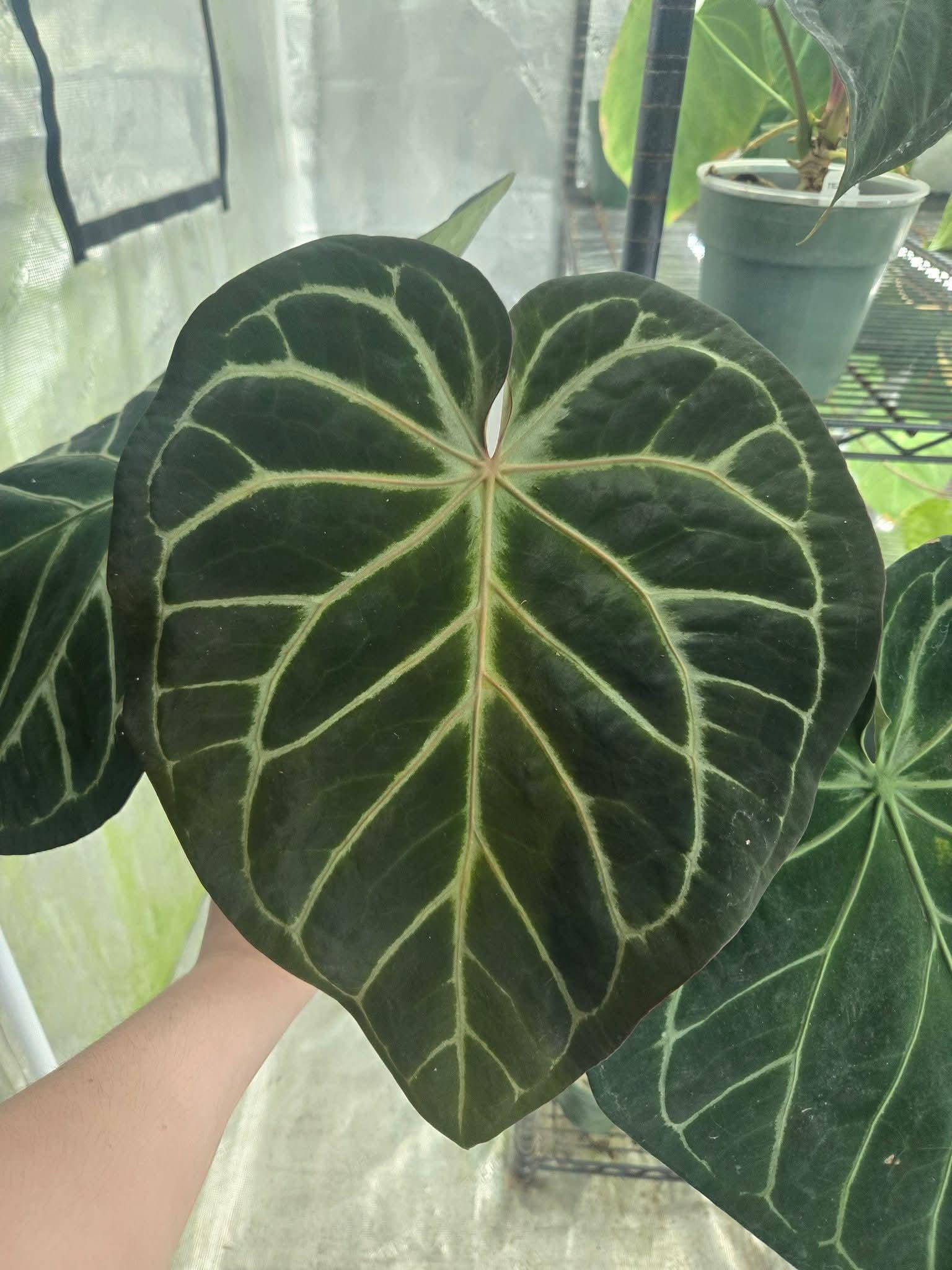Anthurium Pink Lemonade X Black Widow X Michelle 6