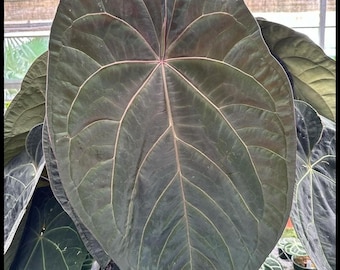 Anthurium Dorayaki X Ace of a Spades Small Seedling - Seed Grown