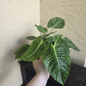Anthurium veitchii 6&quot; inch (growers choice)