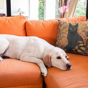 Pu&ograve; includere: Un cane bianco &egrave; sdraiato su un divano arancione. Il cane sta guardando a destra. Un cuscino con un gatto nero su sfondo dorato &egrave; sul divano dietro il cane.
