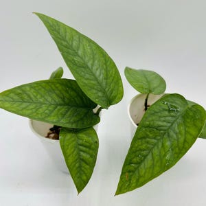 Cebu Blue Pothos