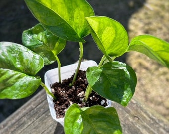 Global Green Pothos