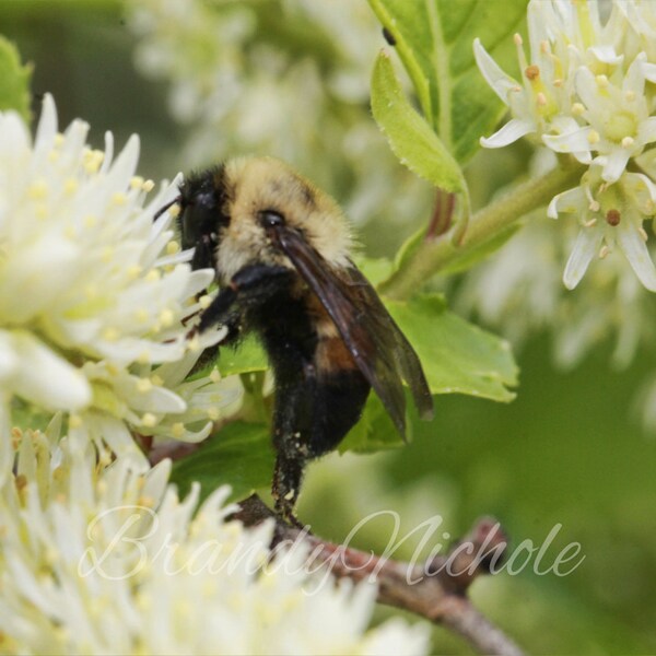 Bee on Flower #2654 Printable Photography, Digital Art Print, Large Wall Poster Canvas Art, Spring Wall Art, Instant Download, JPG