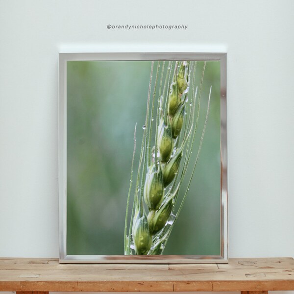 Rain on Wheat #1800 Printable Photography, Digital Art Print, Large Wall Poster Canvas Art, Spring Wall Art, Instant Download, JPG