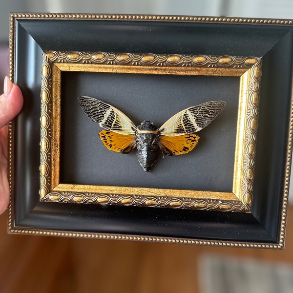 Real Framed Cicada