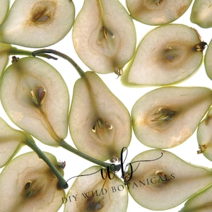 K&ouml;nnte beinhalten: Nahaufnahme von Birnenscheiben, die den Kern und die Kerne zeigen. Die Birnenscheiben sind durchscheinend und haben eine hellgr&uuml;ne Farbe. Das Bild enth&auml;lt den Text "DIY WILD BOTANICALS" in einer kursivschrift.
