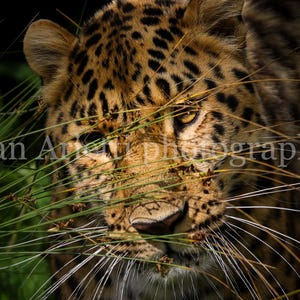 Amur leopard digital download / jungle big cat wall art / wildlife photography print / instant animal photo decor / printable nature art