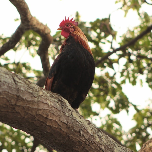 Kauai, Hawaii Rooster in a Tree in Kapa'a *original chicken photography*