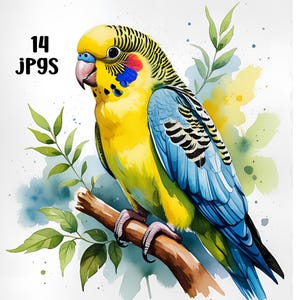 Parakeet Watercolor Clipart, Parakeet Bundle Clipart, Tropical Bird Art, Parakeet Lovers, jpg bundle, Digital Download, Parakeet Wall Art
