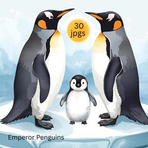 Watercolor Penguin Clipart, Penguin Lovers,  Ornithology Clipart, Digital Download, Penguin Breeds Clipart, DIY Projects, Penguin Wall Art