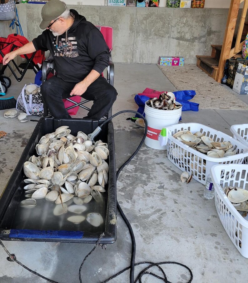 Clam Shells for Decoupage or Cooking by the Bakers Dozen or 1/2 Dozen