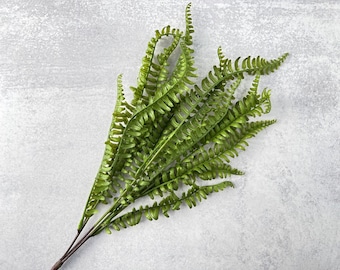 Long Leaf Fern