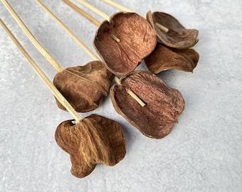 Dried Land Lotus Petals, 6 Stems, Boho Mixed Arrangement Decor