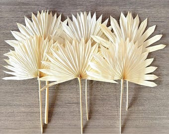 Bleached Dried Palm Sun Cut, 6 Stems, Boho Wall and Statement Decor
