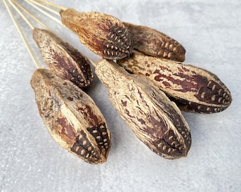 May include: Close-up of several dried seed pods on thin stems. The pods are oblong, with a textured, mottled appearance in shades of brown and tan. Darker brown patterns and textures are visible on the pods. The stems are a light beige color.