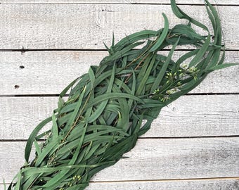 Preserved Seeded Willow Eucalyptus - Green | Preserved Foliage Filler for Bouquets and Arrangements