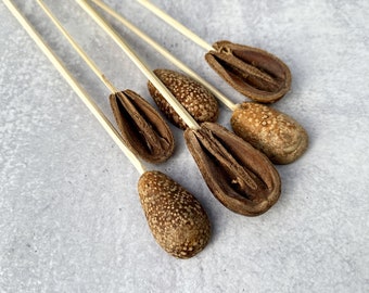 Dried Bagon Petal Pods, 6 Stems, Boho Mixed Arrangement Decor