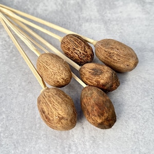May include: Close-up of several dried, brown, oval-shaped seed pods attached to thin, light-colored wooden skewers. The pods have textured surfaces and varying shades of brown. The skewers are arranged in a fan-like pattern.