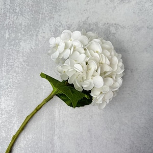 May include: A single white hydrangea flower with green leaves on a gray background.