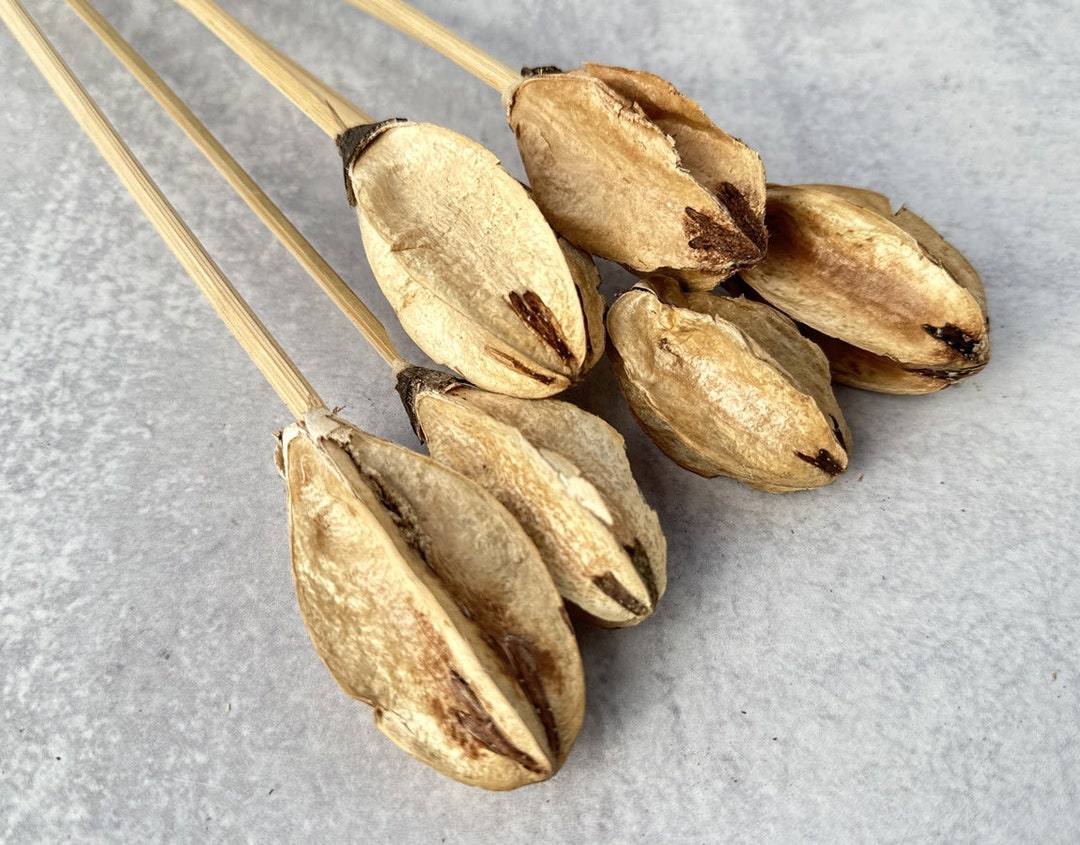 Lily Center - 6 Stems - Etsy