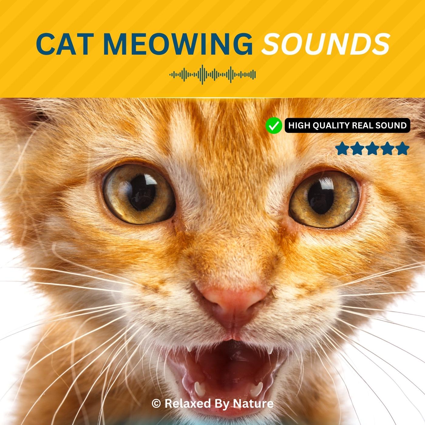 Cat Meow Sound Effect Cat Meow Sound Effect