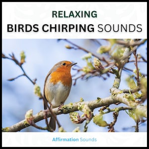 Birds Chirping Audio - Relaxing Nature Sound Effect for Sleeping - Deep Meditation - (4 Hours) - Audio Download