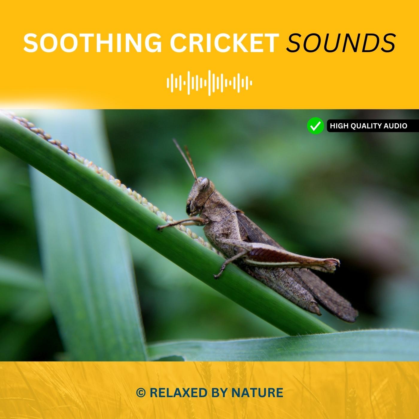 Soothing Cricket Sounds 8 hour Nature Sound Noise For Relaxation soothing-cricket-sounds-8-hour-nature-sound-noise-for-relaxation