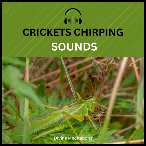 Crickets Calming Nature Sounds Audio Relaxation Therapy, Stress Relief and Better Sleep