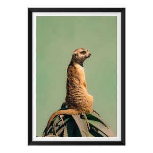 Meerkat Standing on Top of a Cactus / Animal Photography / Wall Decor Print