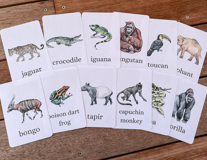 Printable Rainforest Animal Cards Wild Republic Matching Cards