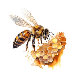 Watercolor Bee Clipart - instant download PNG format bee clipart for commercial use