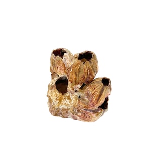 barnacle cluster