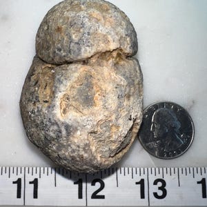 Piedra de coral fosilizada: un ejemplar natural único