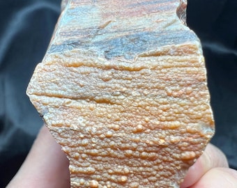 Arizona Rainbow Petrified Wood: Opalized Garden Rock (3.5")