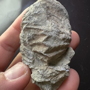 Fossilized Marine Shell  – Unique Natural Clam Shell Fossil Specimen |  Oceanic Fossils on Matrix - AZ