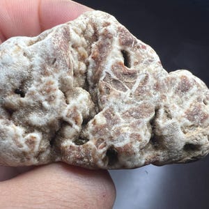 Raw Coral Fossil Rock Specimen – Unique Natural Formation Fossil Stone from Arizona