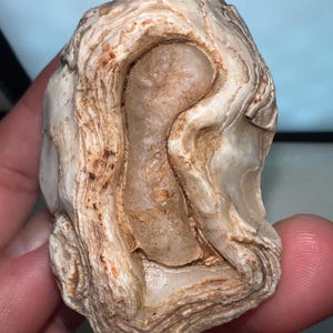 Fossilized Coral / Shell / Sea Sponge Stone – Unique Natural Specimen | Agatized Oceanic Fossil Nodule from AZ