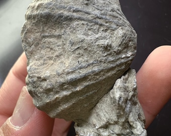 Fossilized Marine Shell  – Unique Natural Clam Shell Fossil Specimen |  Oceanic Fossils on Matrix - AZ