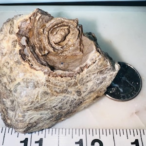 Ancient Stromatolite Fossil – Well-Preserved with Visible Patterns