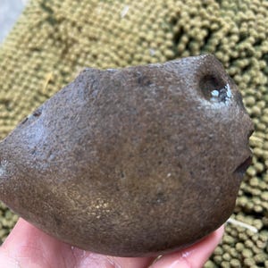 Human Face Decorative Rock / Stone Collected in Arizona by Seller