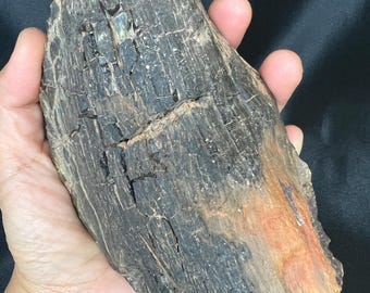 Dark Petrified Wood Specimen: Intricate Bark & Wood Grain Fossil
