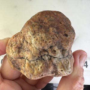 Raw Coral Fossil Rock Specimen – Unique Natural Formation Fossil Stone from Arizona
