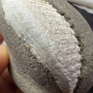 Fossilized Clam Shell  – Unique Natural Marine Fossil Specimen |  Oceanic Fossil Nodule Stone Tool from AZ