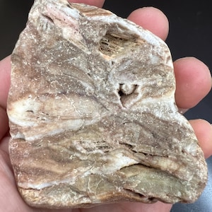 Raw Coral Fossil Rock Specimen – Unique Natural Formation Fossil Stone from Arizona