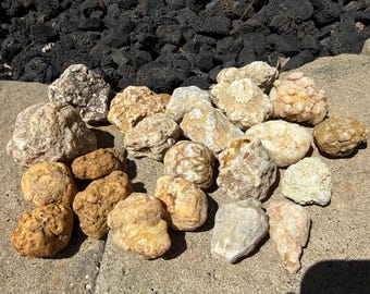 Fossilized Coral Stone – Unique Natural Specimen - Etsy 日本